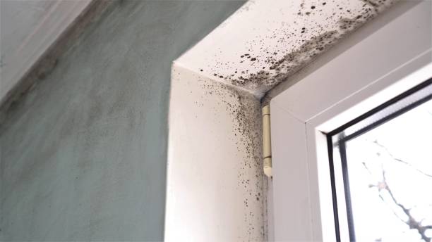 Best Post-Construction Mold Inspection  in Hudson, WI