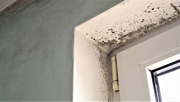 Trusted Hudson, WI Mold Removal Experts